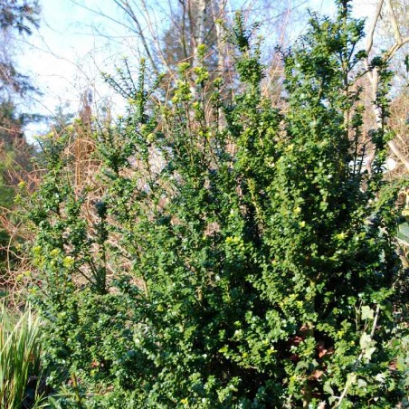 Ilex crenata 'Mariesii' Ilex crenata 'Mariesii'