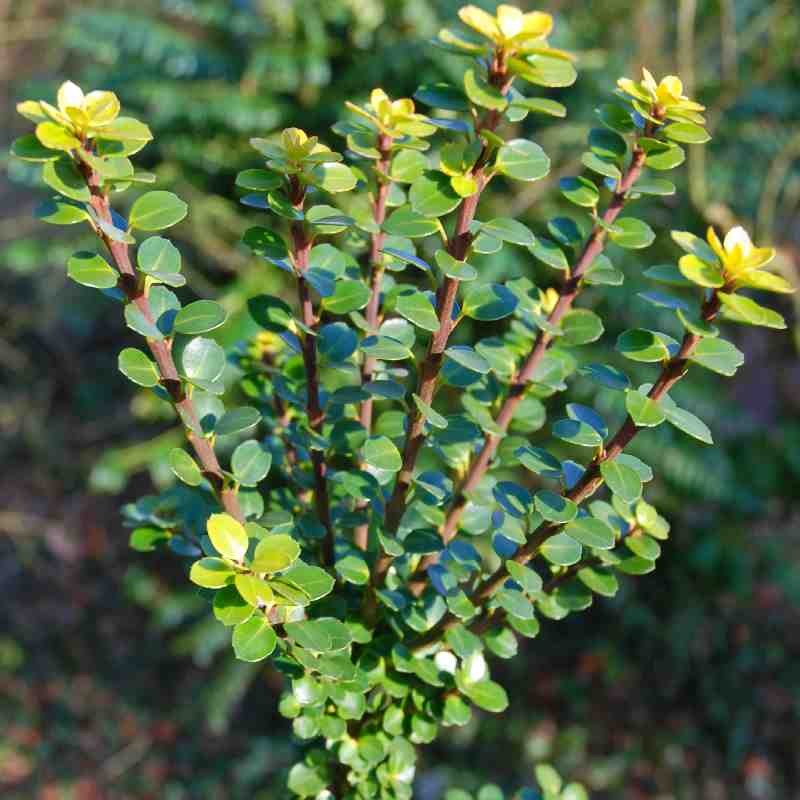 Ilex crenata 'Mariesii'