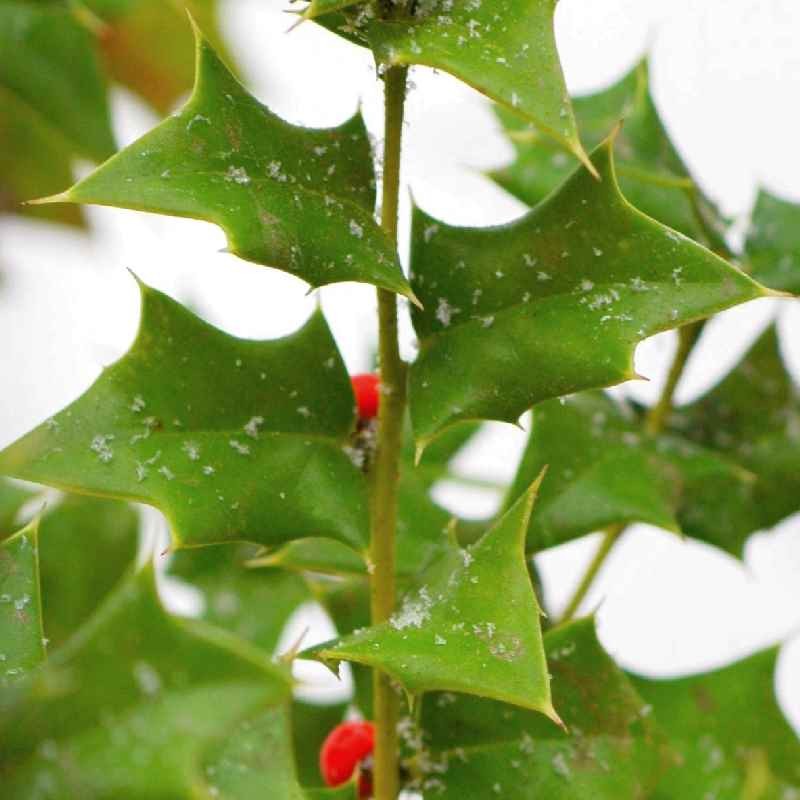 Ilex 'Indian Chief'