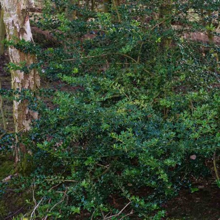 Ilex x 'Indian Chief'
