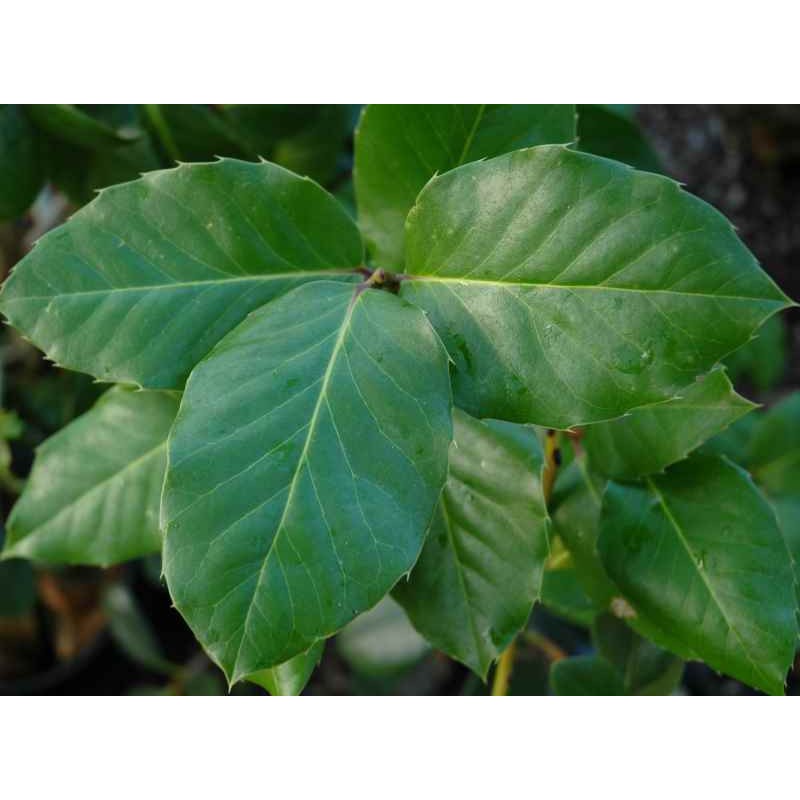 Ilex perado subsp 'Platyphylla' - large leaves