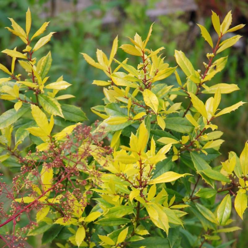 Ilex x attenuata 'Sunny Foster' Ilex x attenuata 'Sunny Foster'