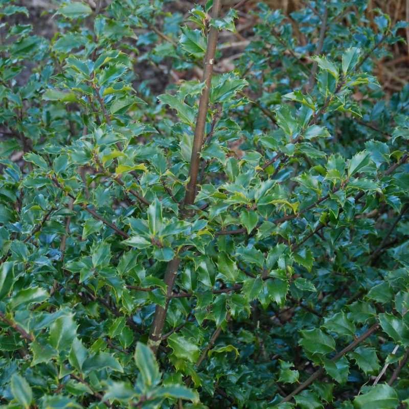 Ilex x meserveae 'Blue Prince' (Male)