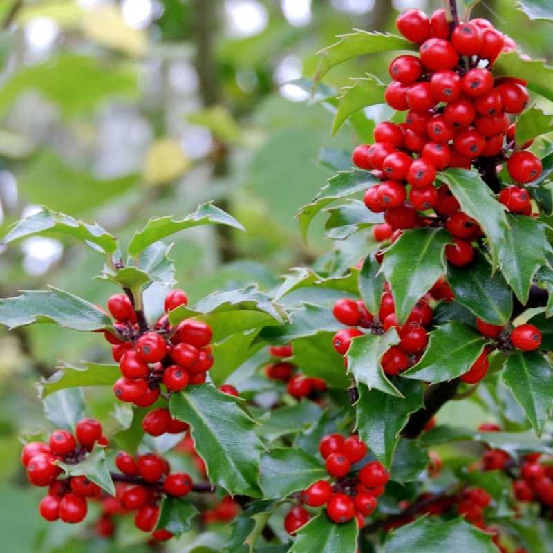 Ilex x meserveae 'Blue Princess' - winter berries