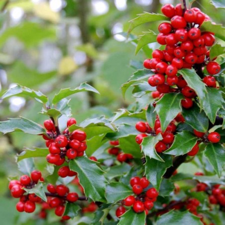 Ilex x meserveae 'Blue Princess' - winter berries Ilex x meserveae 'Blue Princess' - winter berries