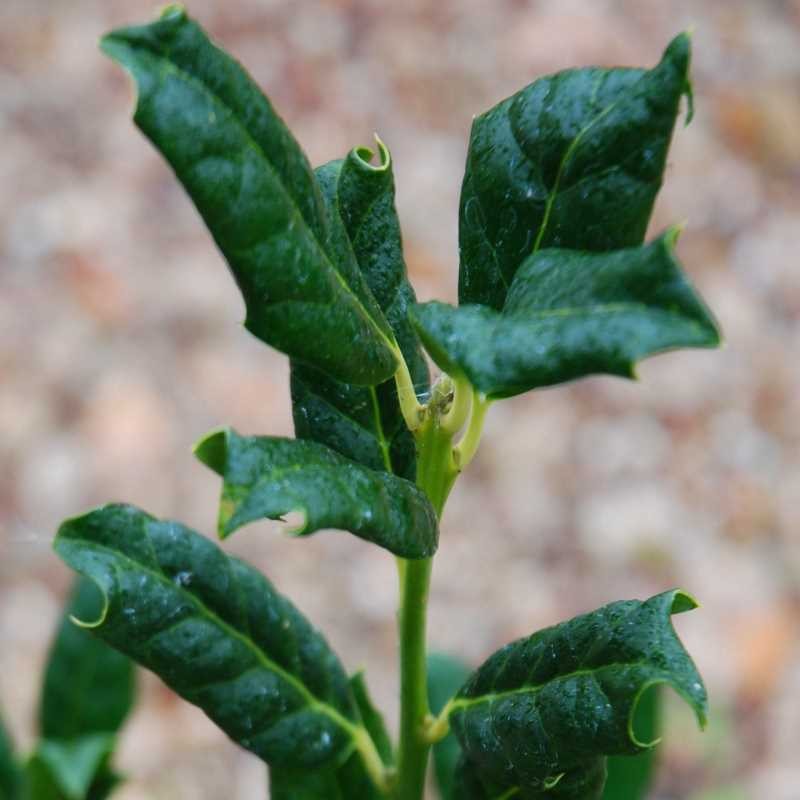 Ilex x 'Nellie R Stevens'