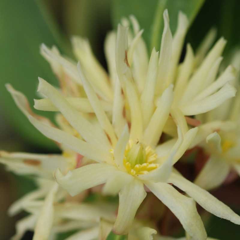 Illicium simonsii