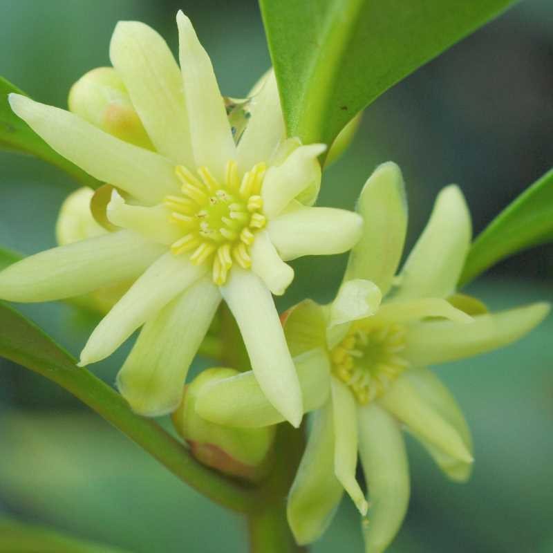 Illicium simonsii Illicium simonsii
