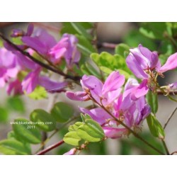 Indigofera himalayensis 'Silk Road'