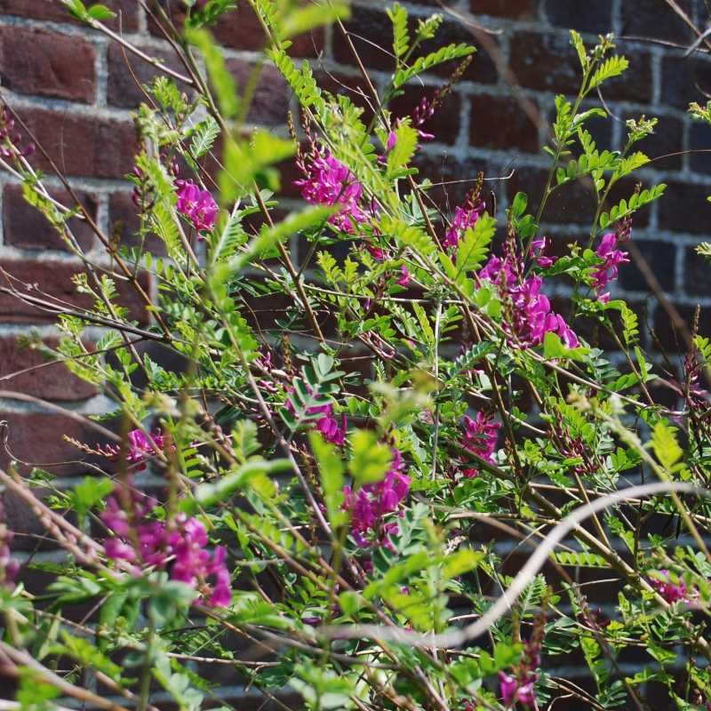 Indigofera heterantha Indigofera heterantha