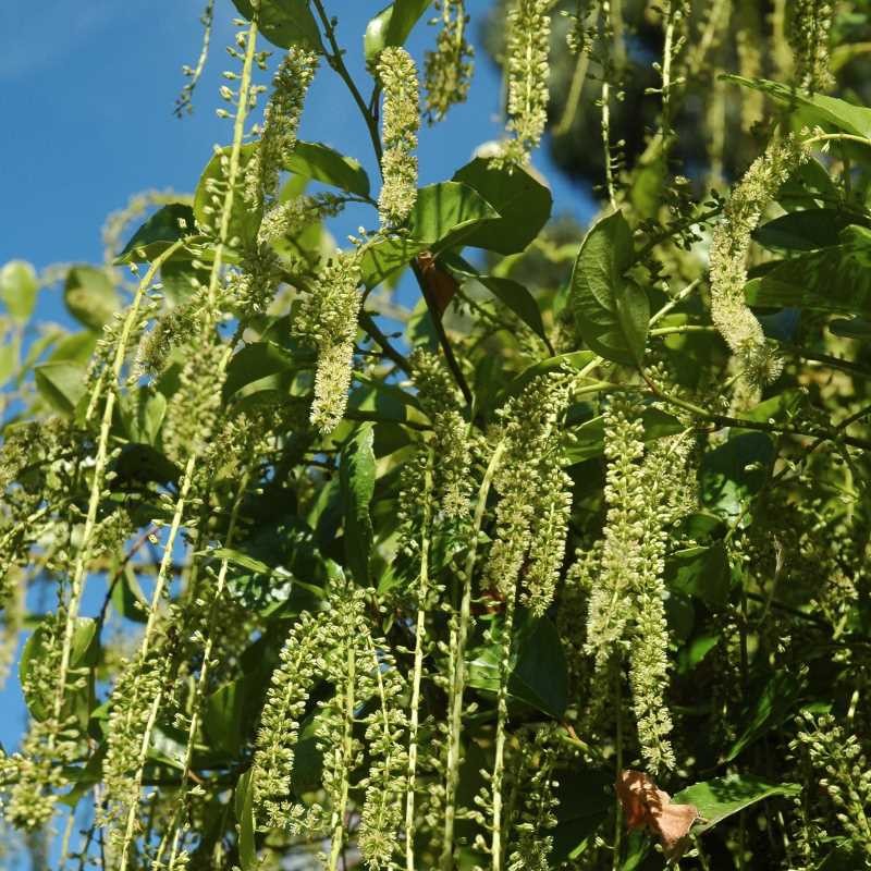 Itea ilicifolia