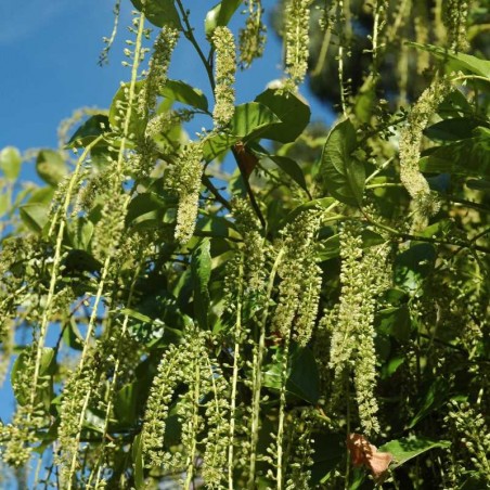 Itea ilicifolia Itea ilicifolia