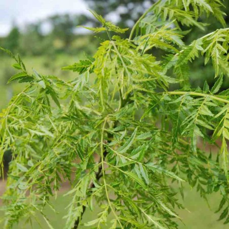 Juglans nigra 'Laciniata' Juglans nigra 'Laciniata'