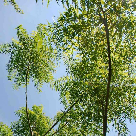 Juglans nigra 'Laciniata' Juglans nigra 'Laciniata'
