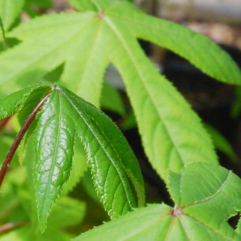 Kalopanax septemlobus f maximowiczii