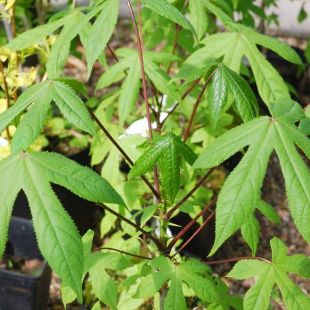 Kalopanax septemlobus f maximowiczii Kalopanax septemlobus f maximowiczii