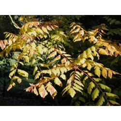 Koelreuteria paniculata - autumn colour
