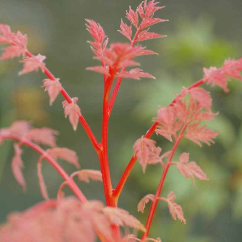 Koelreuteria paniculata 'Coral Sun'