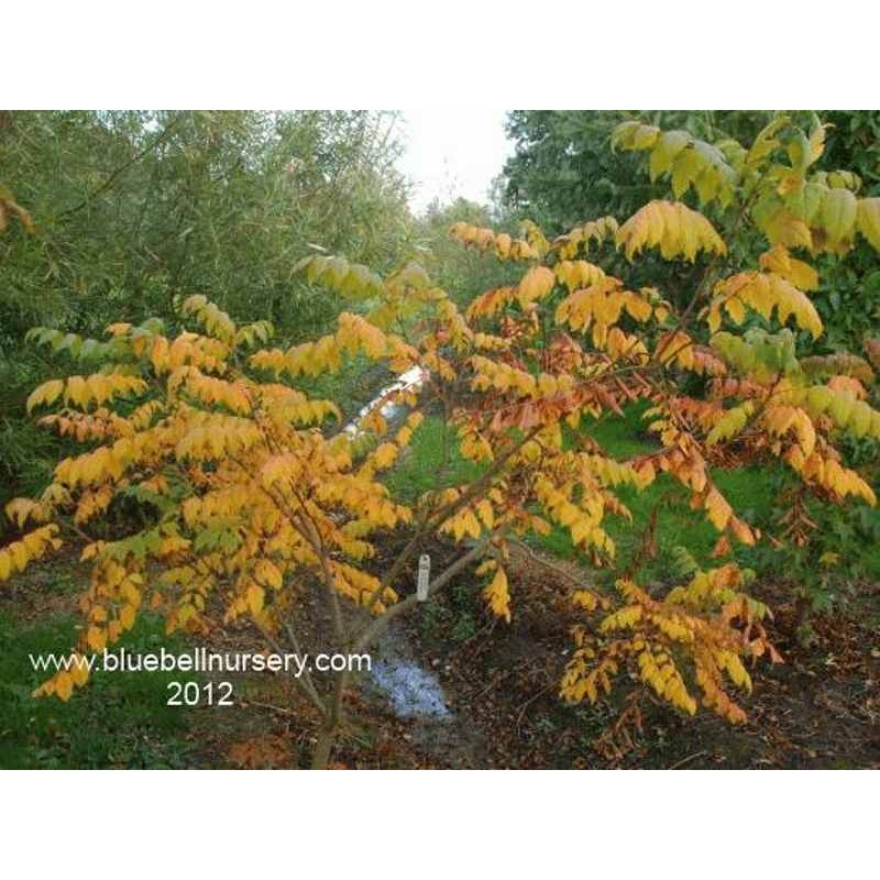 Koelreuteria paniculata 'Coral Sun'