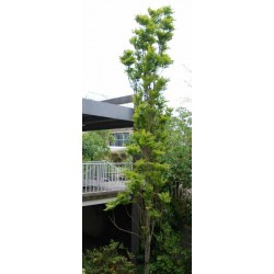 Koelreuteria paniculata 'Fastigiata'