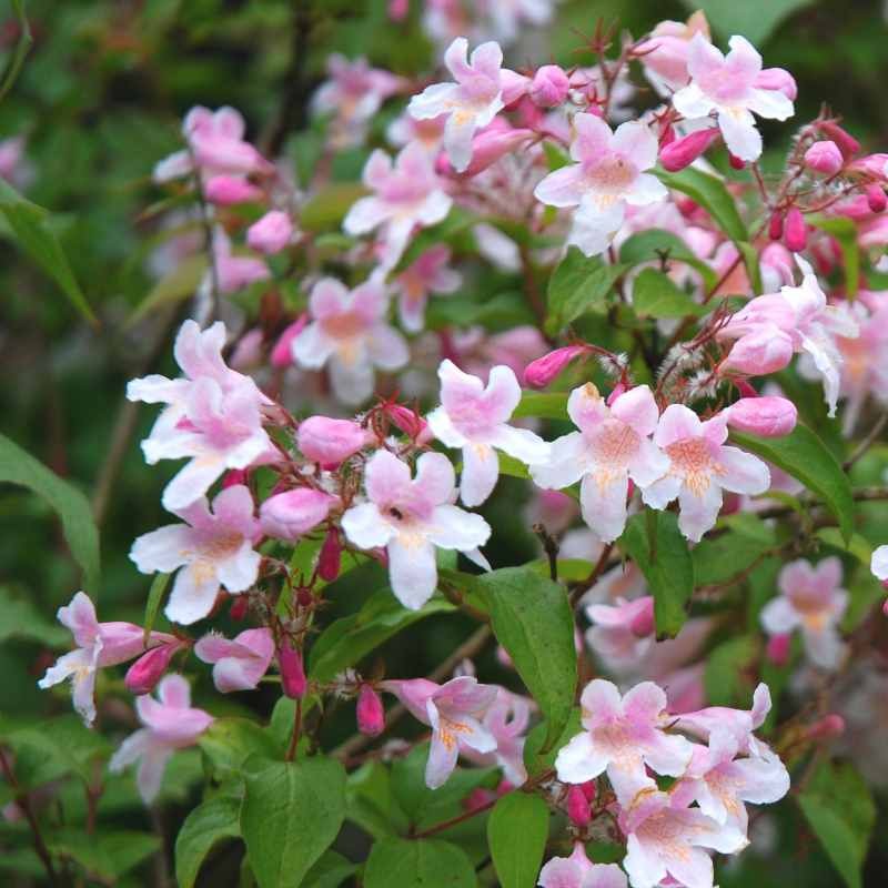 Kolkwitzia amabilis 'Pink Cloud' - summer flowers