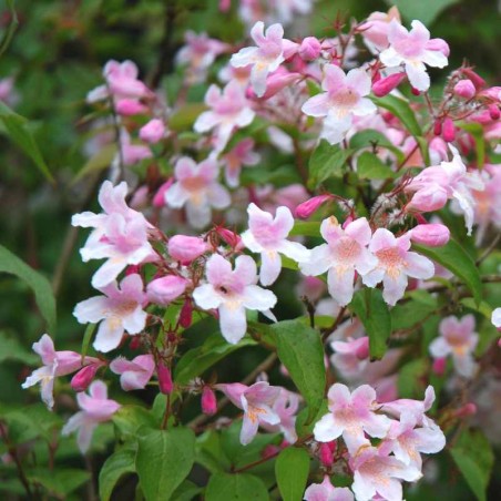 Kolkwitzia amabilis 'Pink Cloud' - summer flowers Kolkwitzia amabilis 'Pink Cloud' - summer flowers