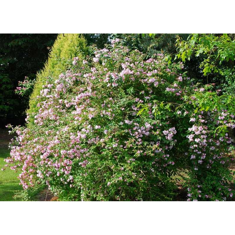 Kolkwitzia amabilis 'Pink Cloud' - 8 year old plant