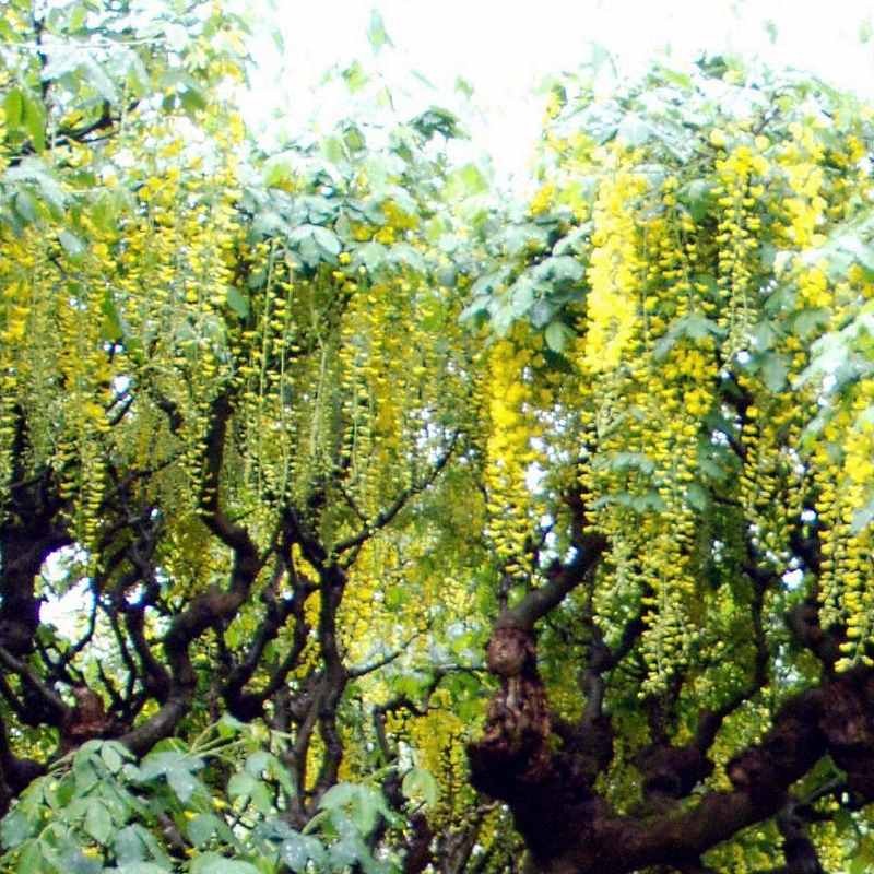 Laburnum x watereri 'Vossii'