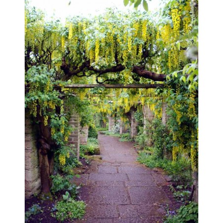 Laburnum x watereri 'Vossii' Laburnum x watereri 'Vossii'