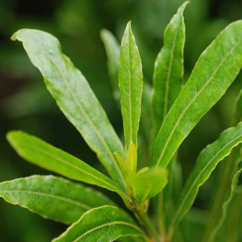 Laurus nobilis 'Angustifolia' - close up of leaves