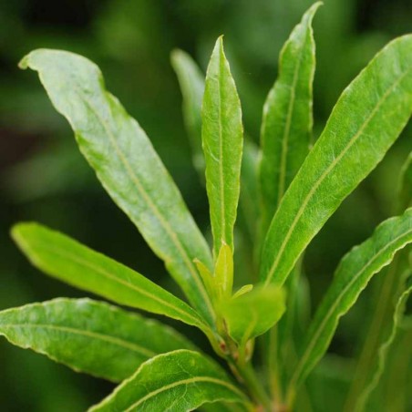 Laurus nobilis 'Angustifolia' - close up of leaves
