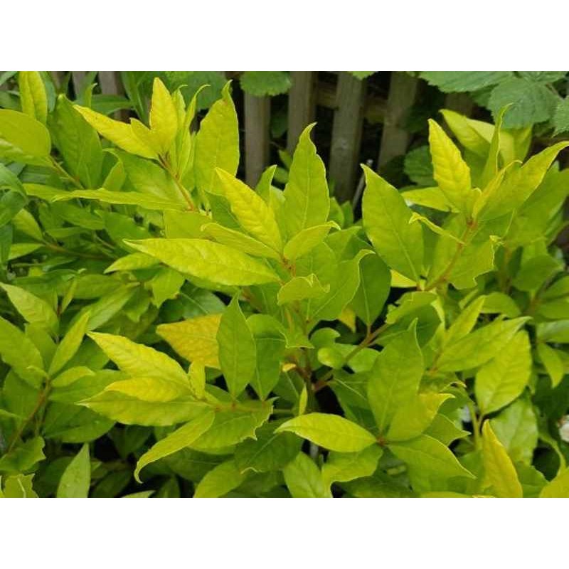 Laurus nobilis 'Aurea'