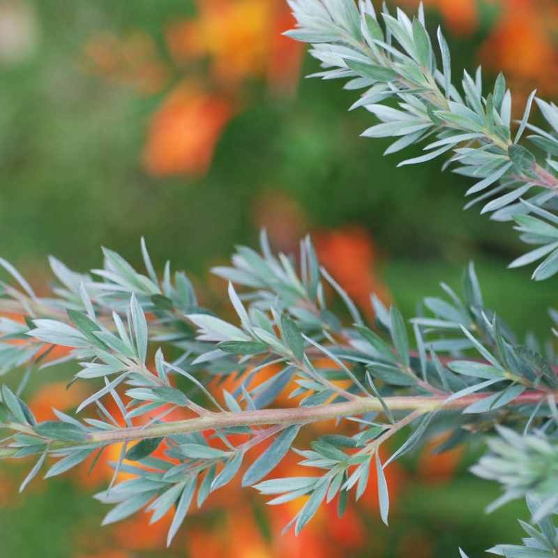 Leptospermum lanigerum 'Silver Sheen'