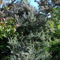 Leptospermum lanigerum 'Silver Sheen'