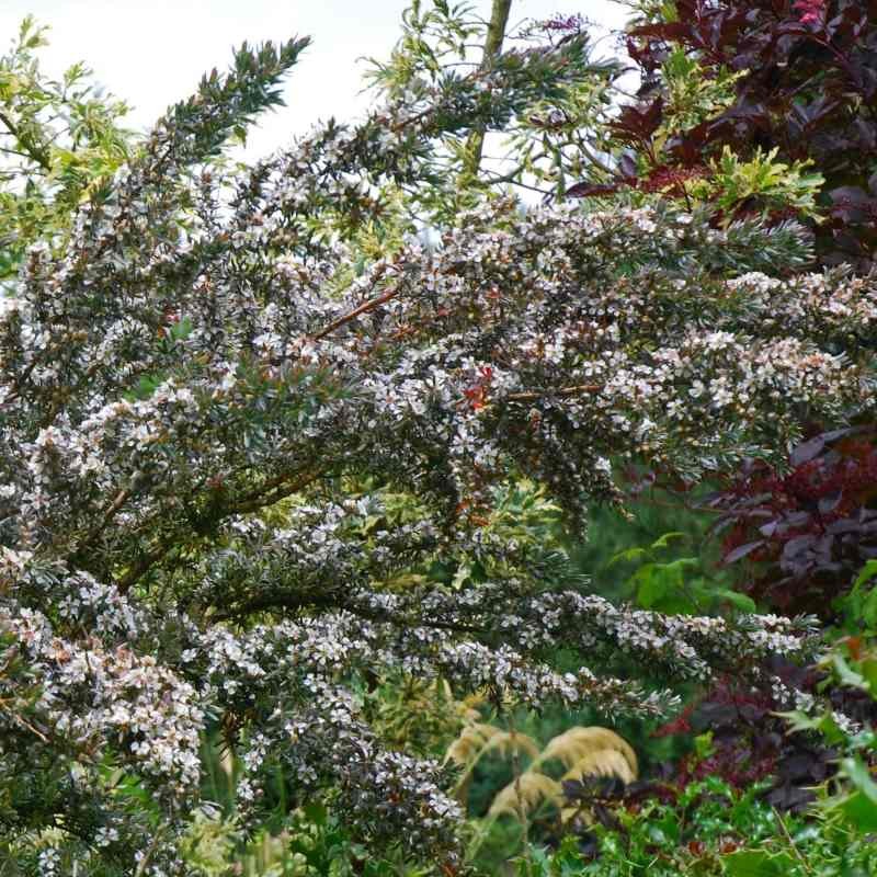 Leptospermum lanigerum 'Silver Sheen' Leptospermum lanigerum 'Silver Sheen'