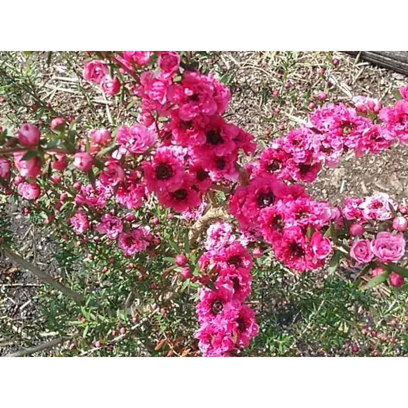 Leptospermum scoparium 'Red Damask'