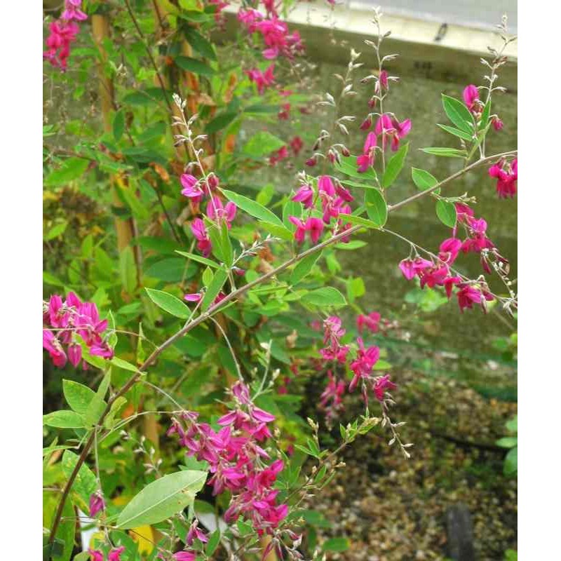 Lespedeza thunbergii