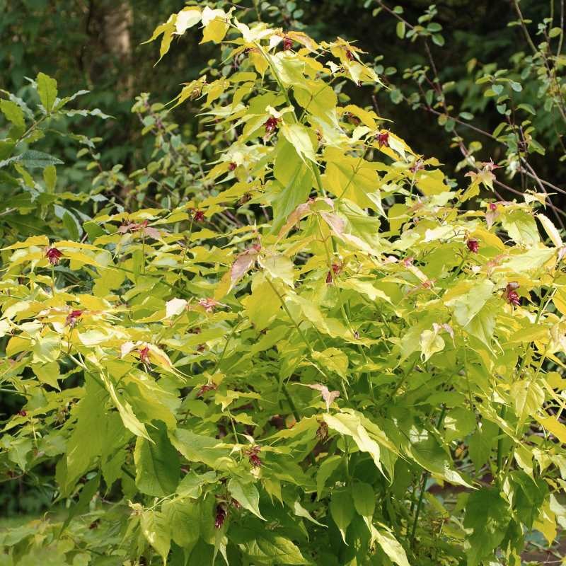 Leycesteria formosa 'Golden Lanterns' Leycesteria formosa 'Golden Lanterns'