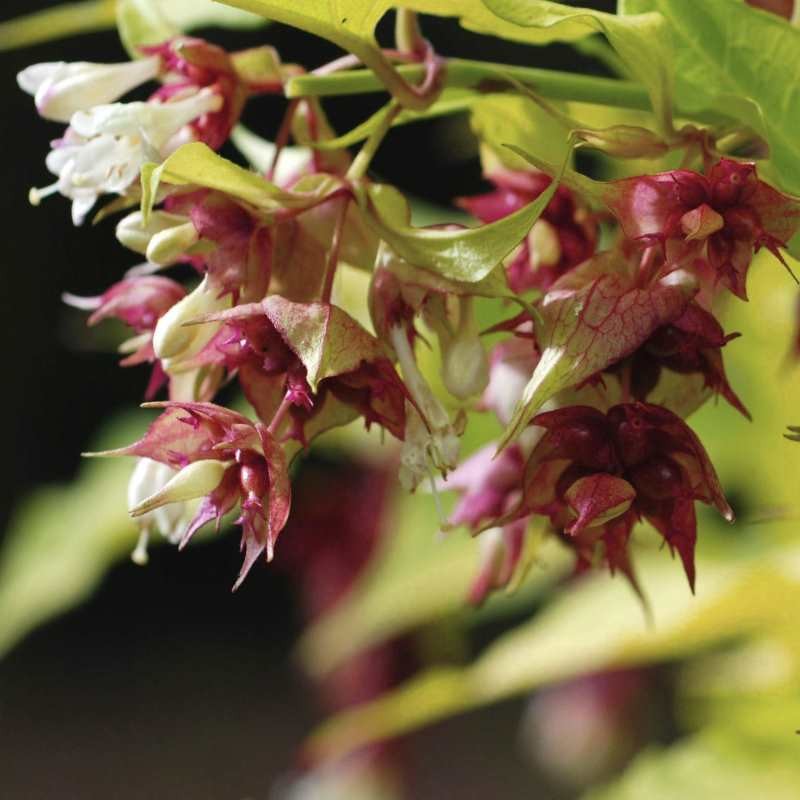 Leycesteria formosa 'Golden Lanterns' - summer flowers