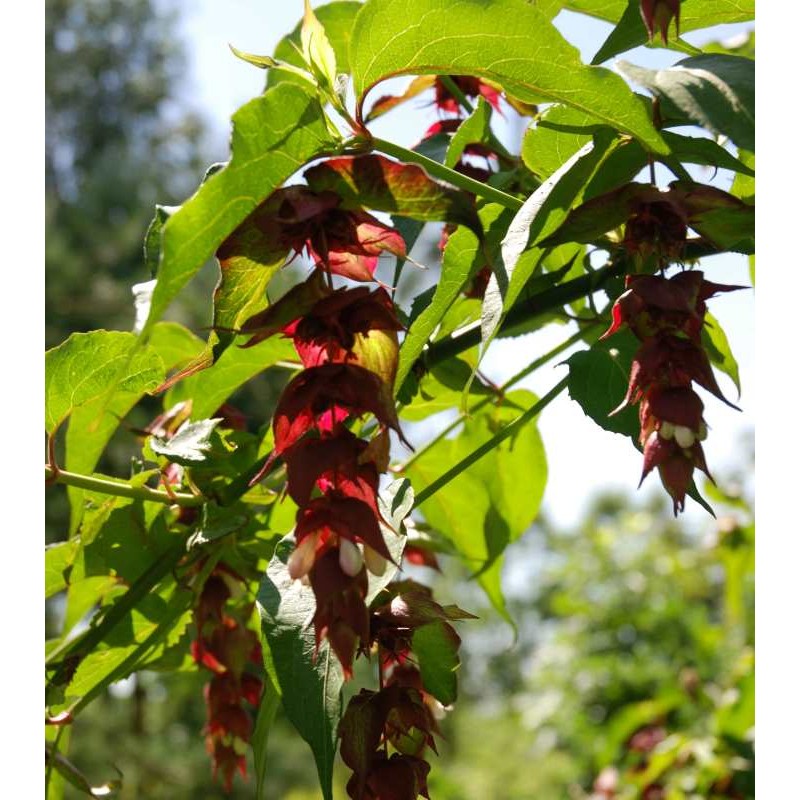 Leycesteria formosa Leycesteria formosa