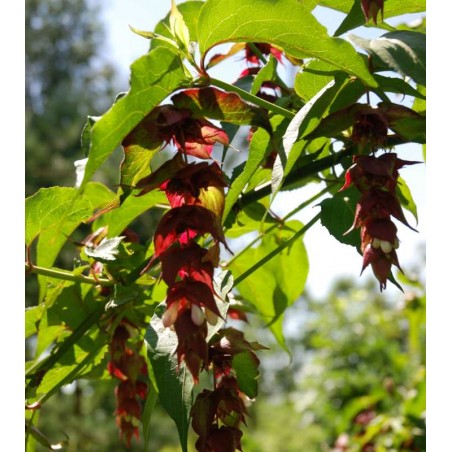 Leycesteria formosa Leycesteria formosa