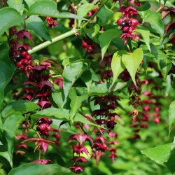 Leycesteria formosa - summer flowers