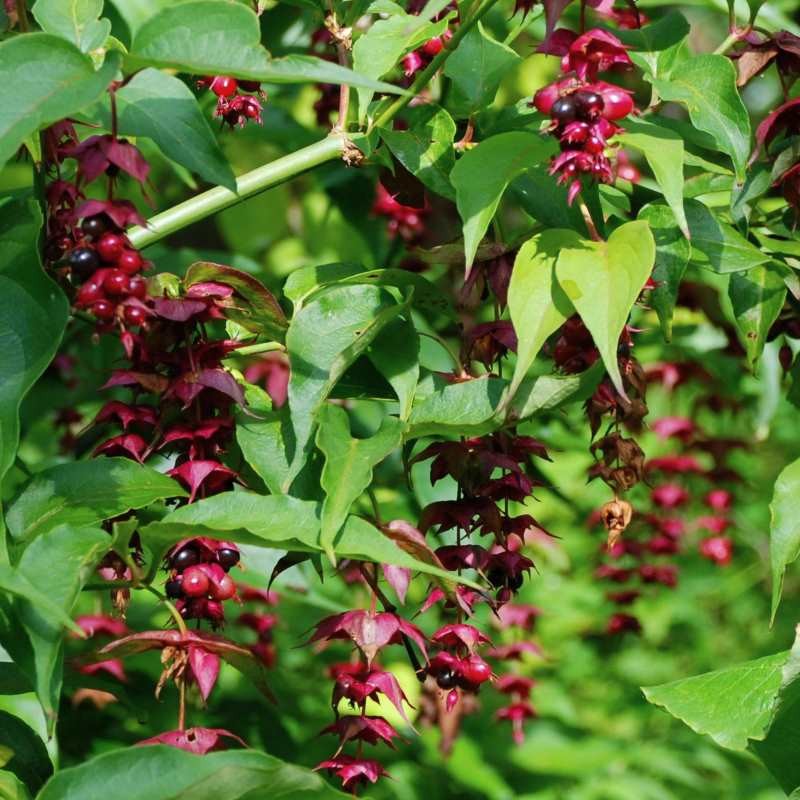 Leycesteria formosa - summer flowers