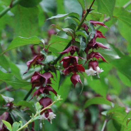 Leycesteria formosa Leycesteria formosa