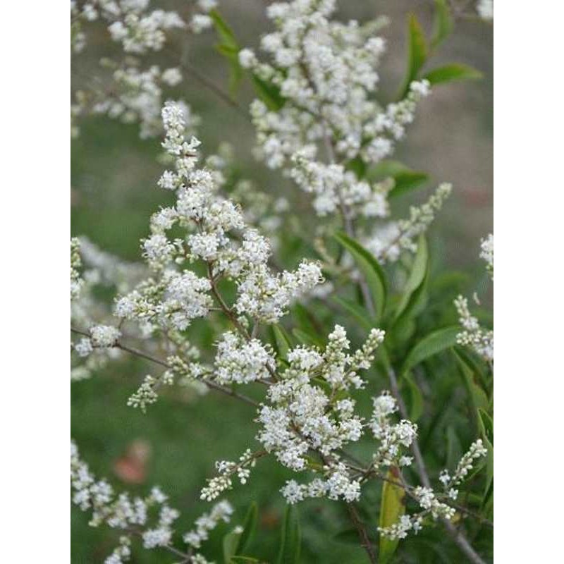 Ligustrum quihoui