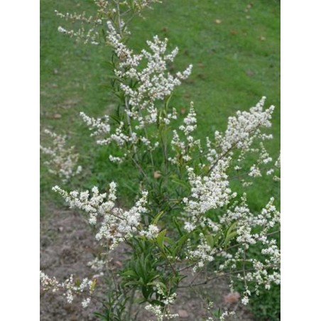 Ligustrum quihoui