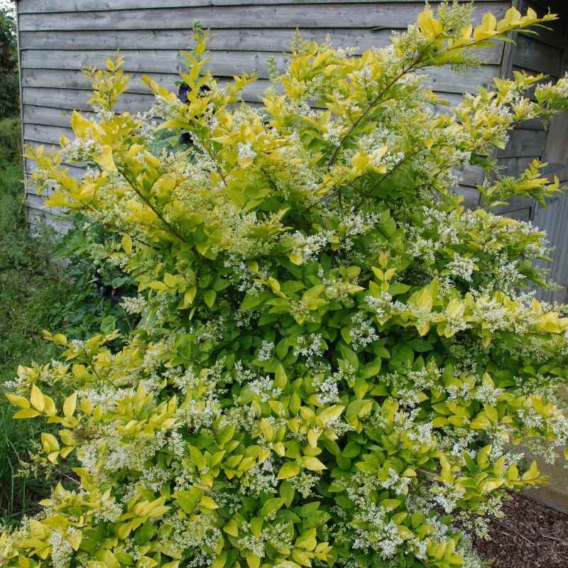 Ligustrum x vicaryi Ligustrum x vicaryi