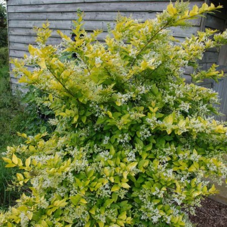 Ligustrum x vicaryi - flowers in late spring Ligustrum x vicaryi - flowers in late spring