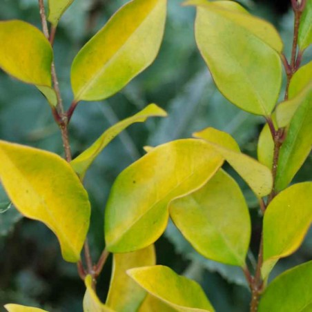 Ligustrum x vicaryi Ligustrum x vicaryi