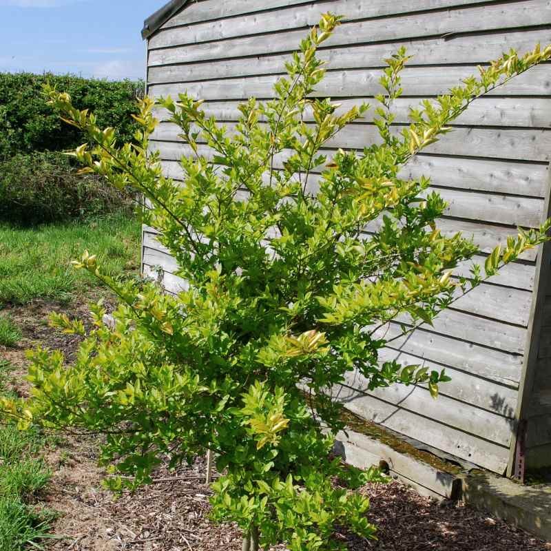 Ligustrum x vicaryi - specimen plant